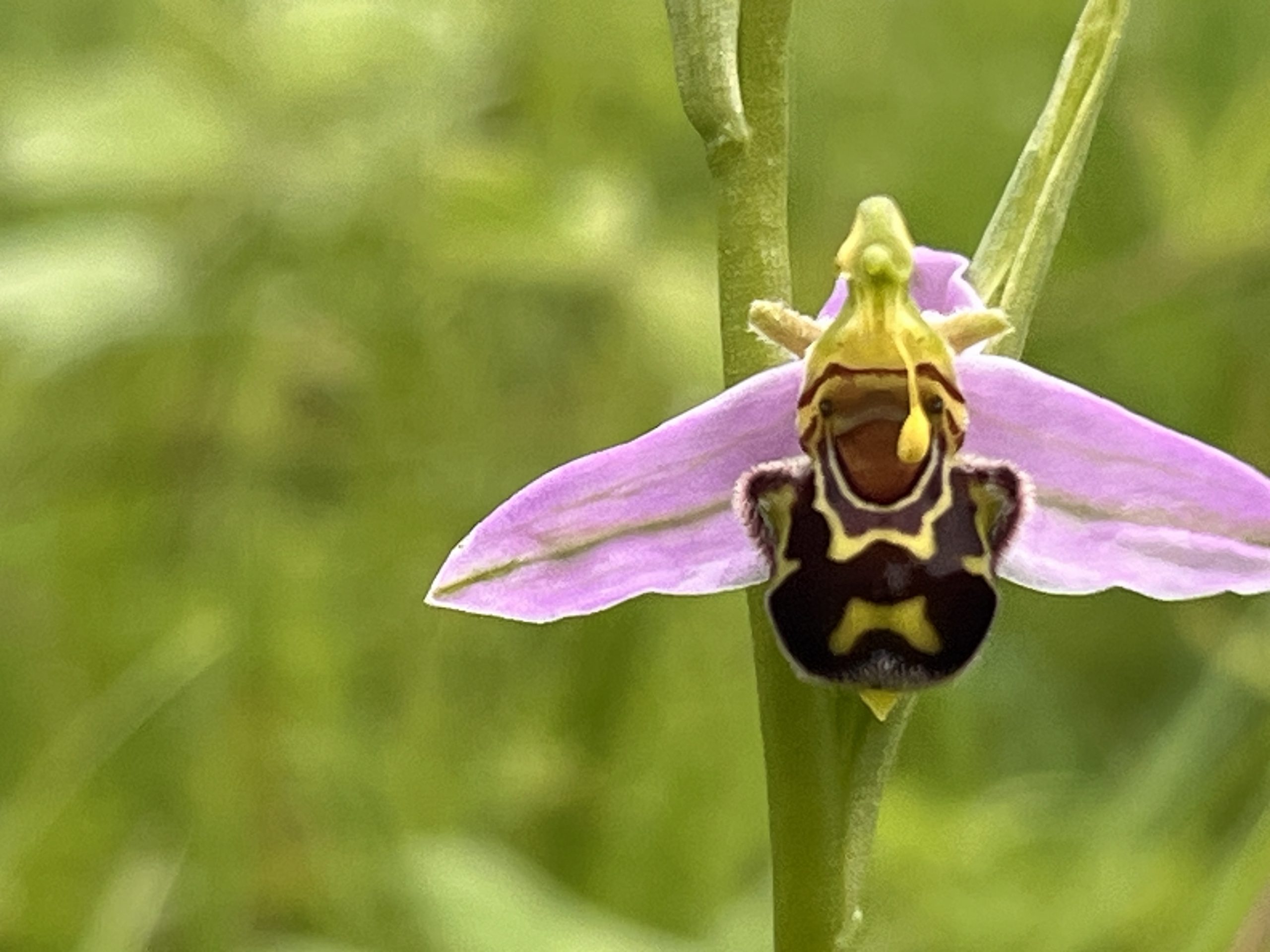 Helmknabenkraut - Orchidee