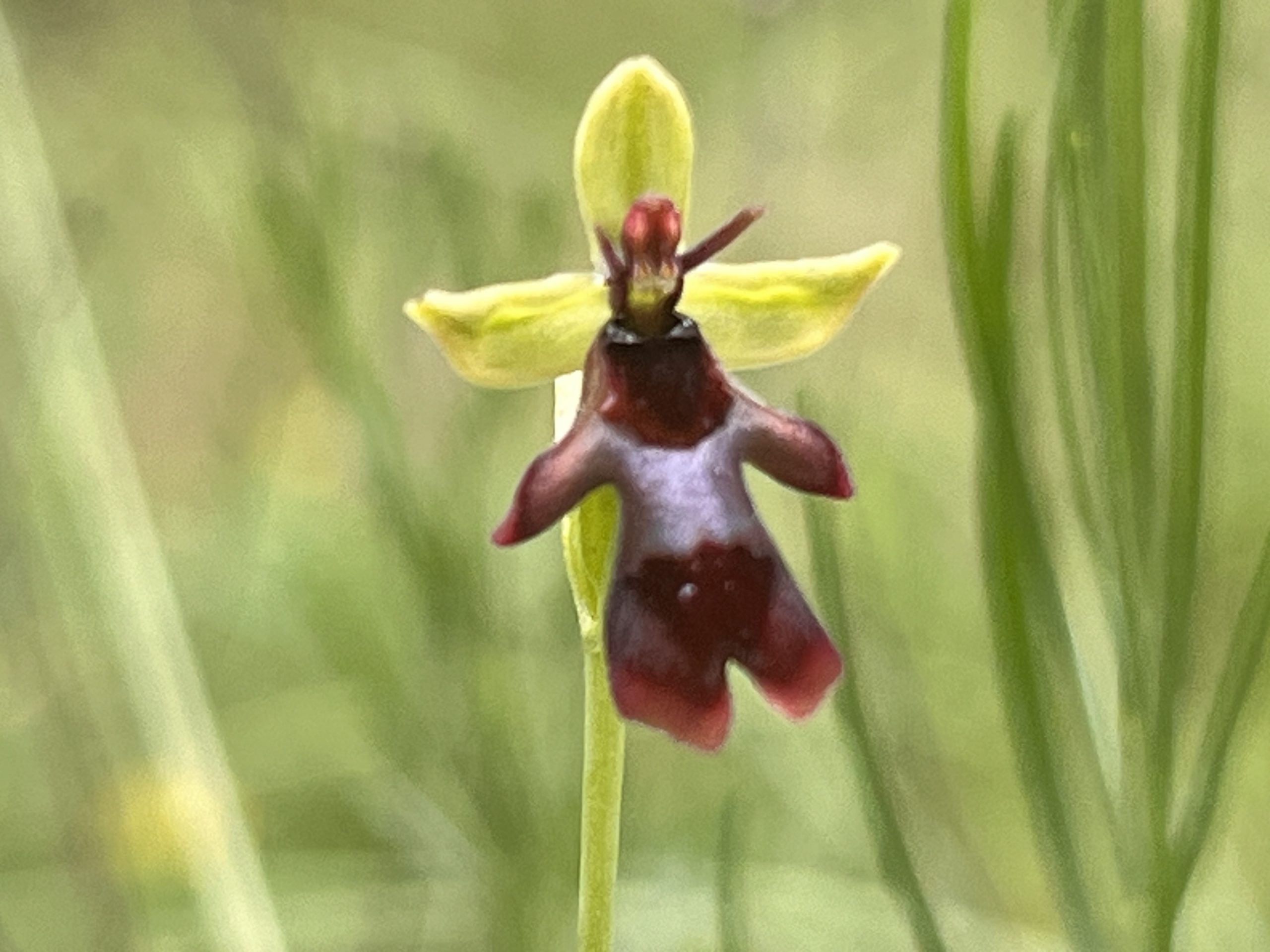 Fliegenragwurz - Orchidee